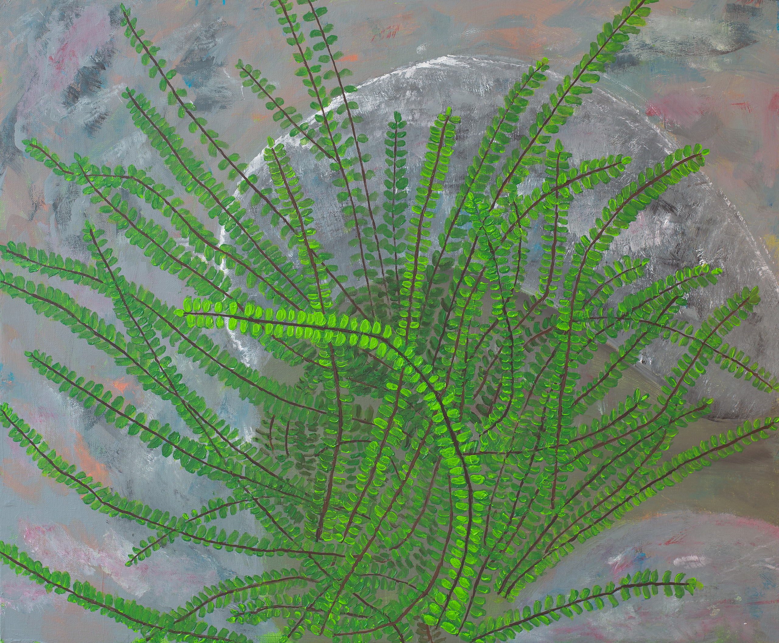 Fear chasing plant (Maidenhair spleenwort)